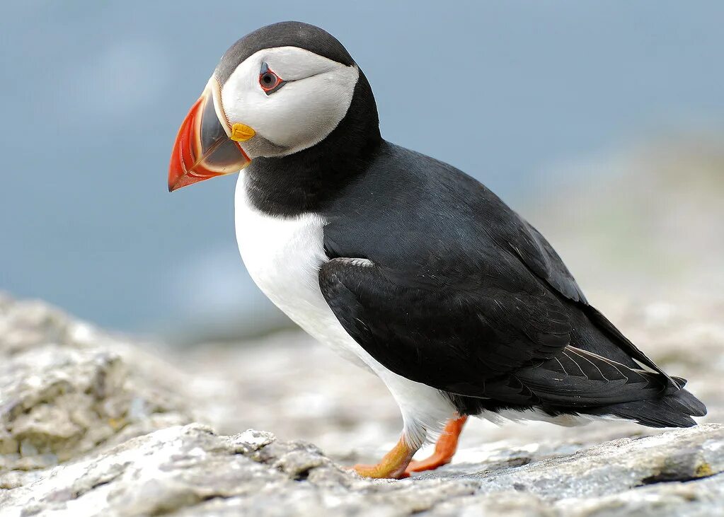 Птицы арктики фото Puffin (Fratercula arctica) The smallest species of Auk br. Flickr