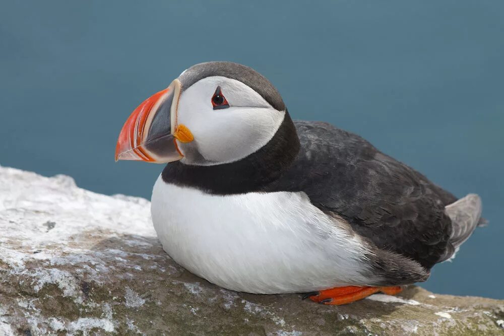 Птицы арктики фото File:Atlantic puffin 062.jpg - Wikimedia Commons