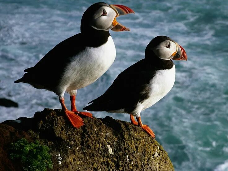 Птицы арктики фото Puffins in Iceland. Животные, Домашние птицы, Картинки