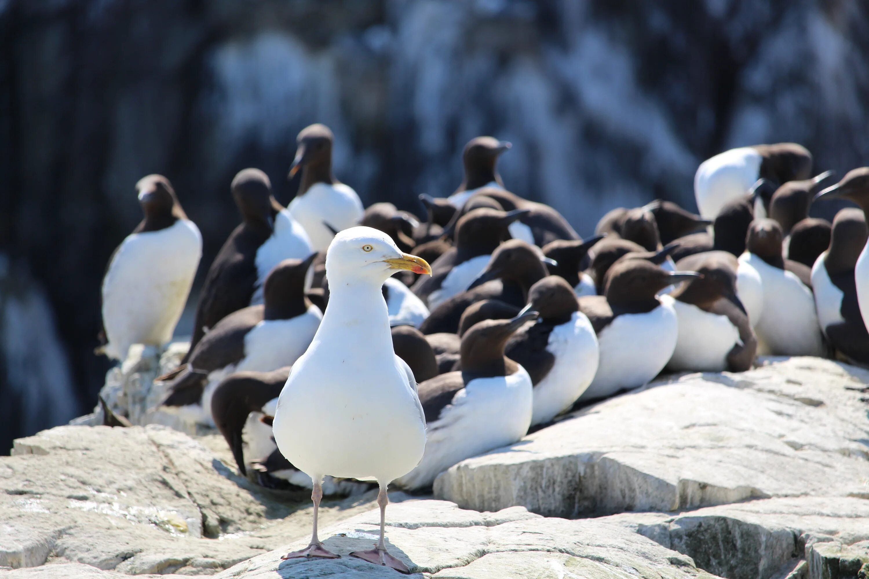 Птицы арктики фото Free Images : sea, nature, white, animal, seabird, seagull, cliff, wildlife, bea