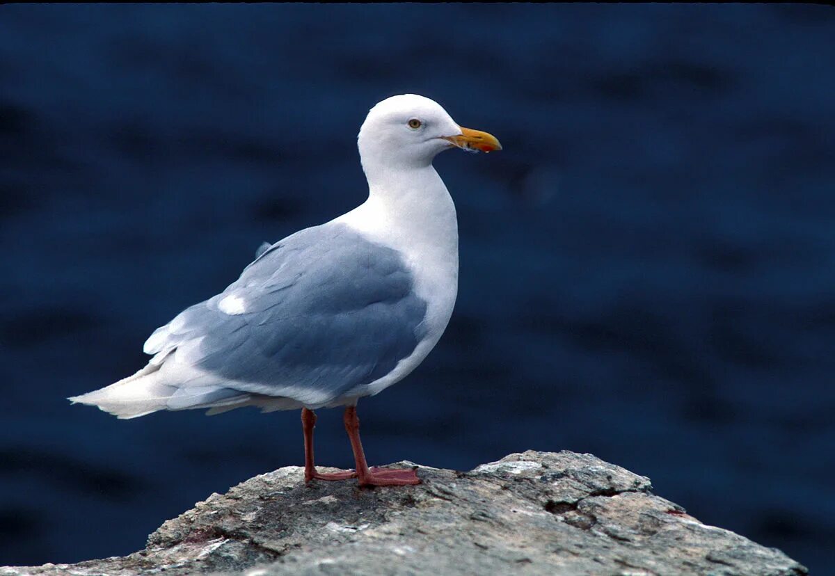 Птицы арктики фото Файл:Larus hyperboreus-USFWS.jpg - Википедия