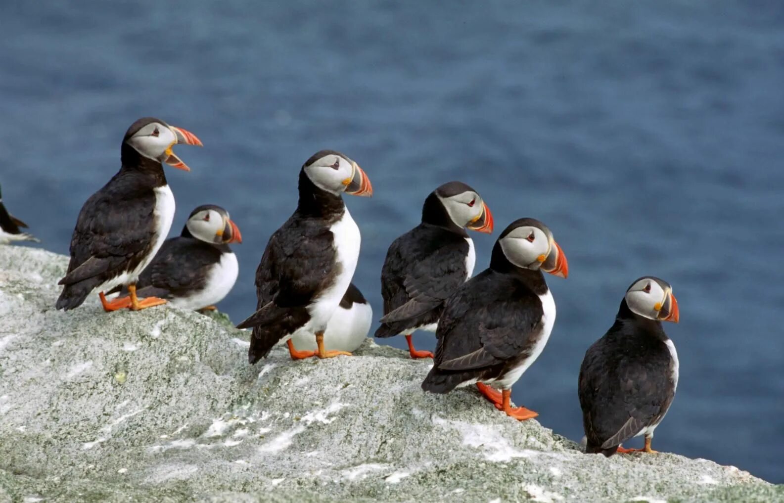 Птицы арктики фото A group of #puffins in the #Antarctica. Birds, Animals, Arctic