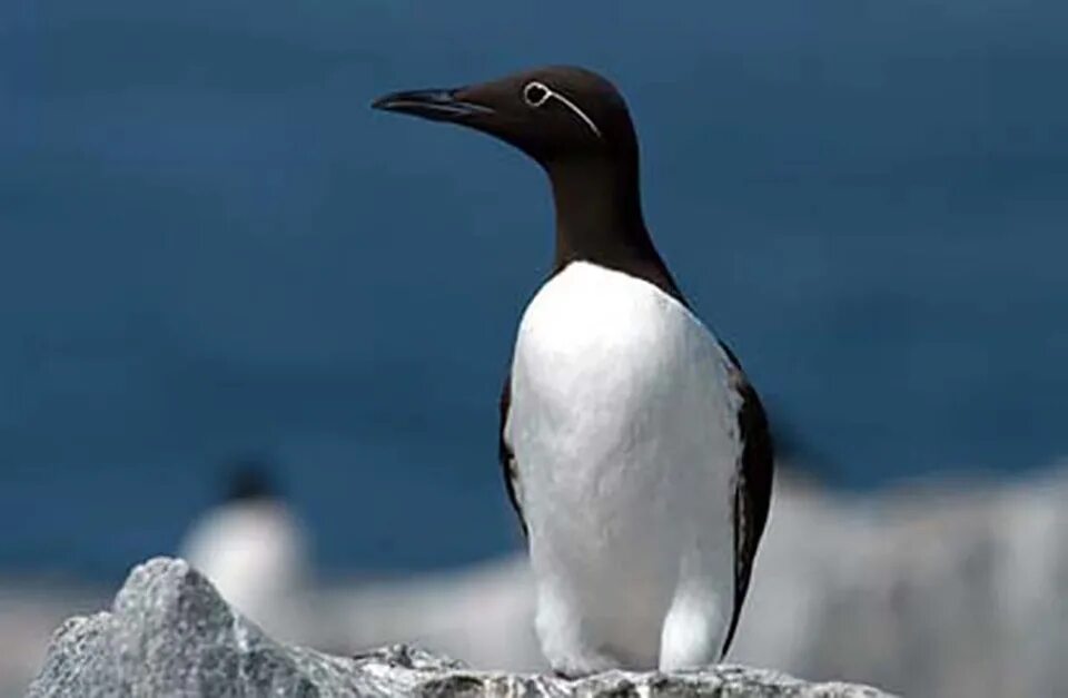 Птицы арктики фото Seabirds and Shorebirds - Alaska Nature and Science (U.S. National Park Service)