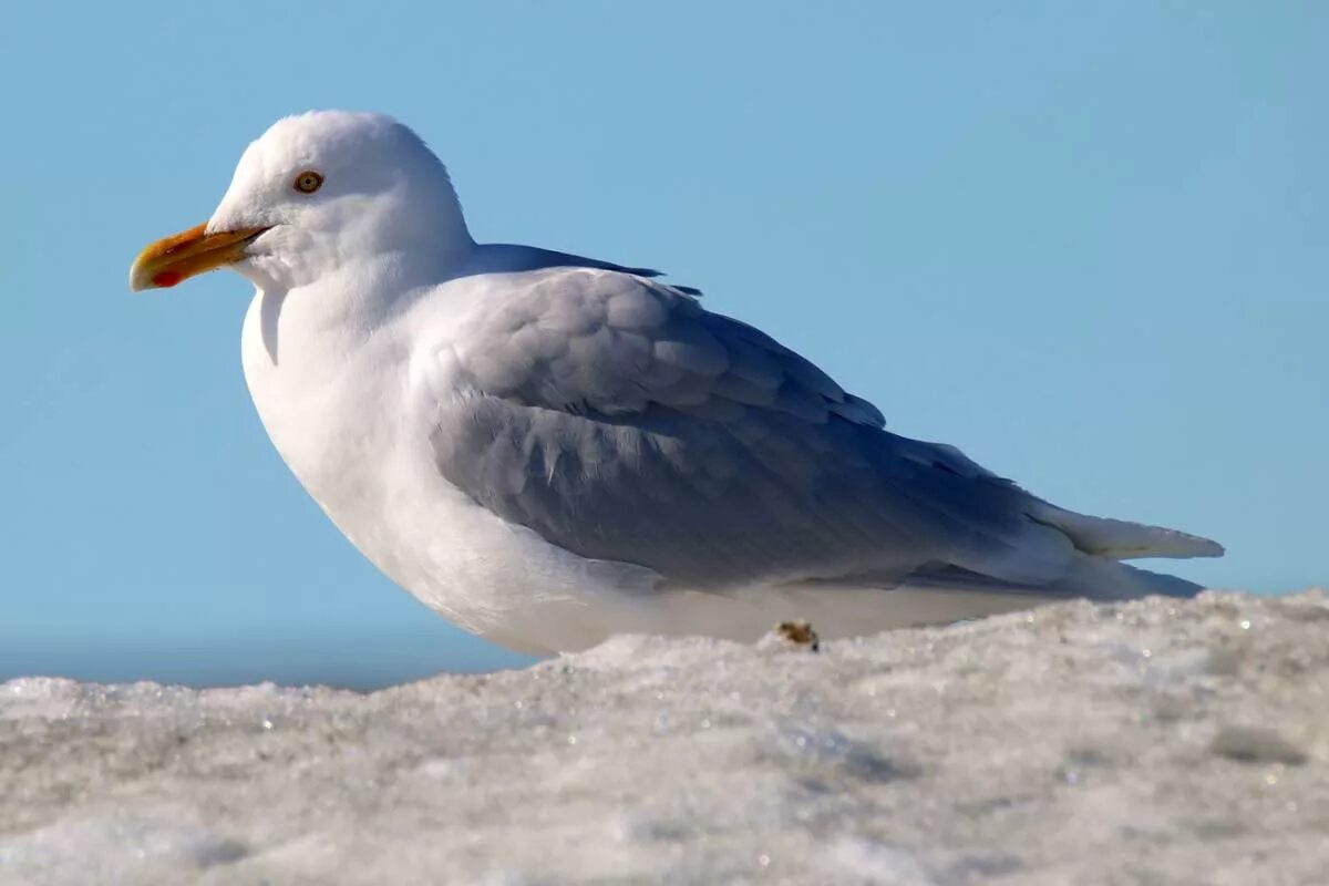 Птицы арктики фото с названиями Glaucous Gull (Larus hyperboreus). Birds of Siberia.