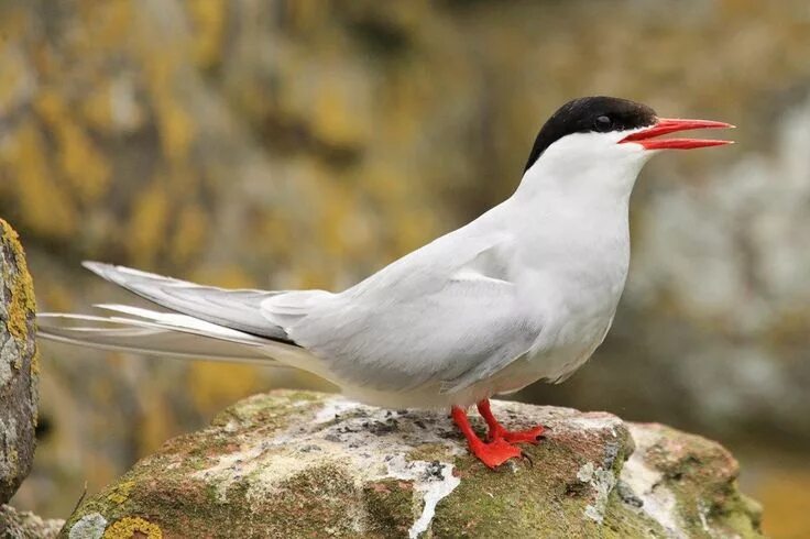 Птицы арктики фото с названиями Sterna paradisaea (Arctic Tern) Полярная крачка Arctic tern, Arctic, Beautiful b