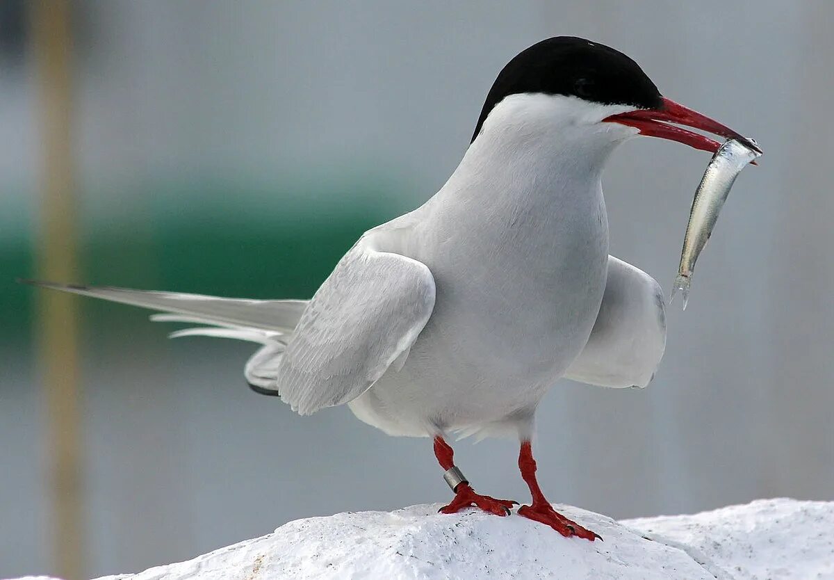 Птицы арктики фото с названиями File:Arctic Tern (Sterna paradisaea), Farne Islands.jpg - Wikipedia