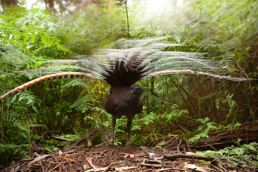 Птицы австралии фото Lyrebirds may mimic sound of 'mobbing' flock of birds to trick females into mati