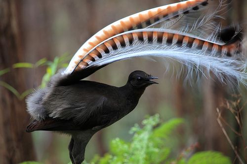 Птицы австралии фото Lyre Bird near Marysville Weird birds, Australian birds, Beautiful birds