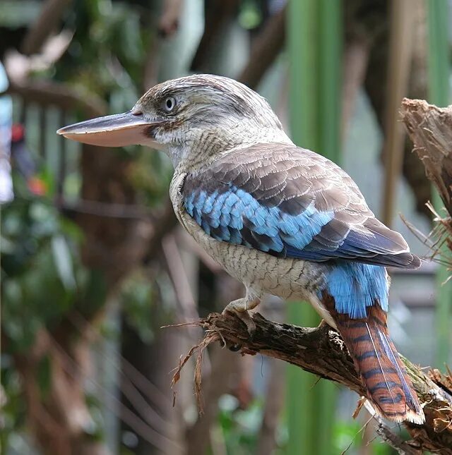 Птицы австралии фото File:Blue-winged Kookaburra (Dacelo leachii) -female.jpg - Wikipedia