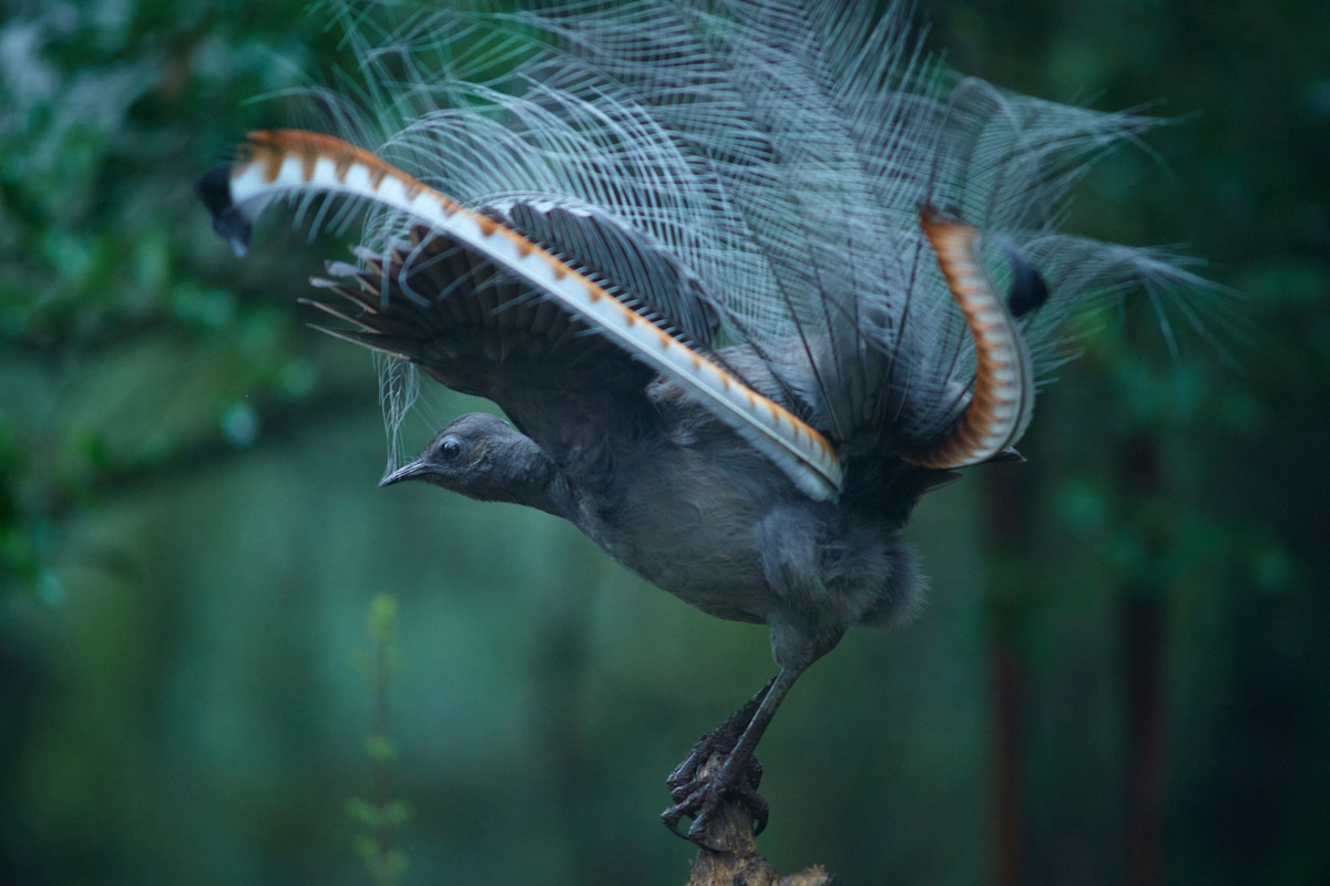 Птицы австралии фото Awards Highlight Australia's Incredible Bird Species