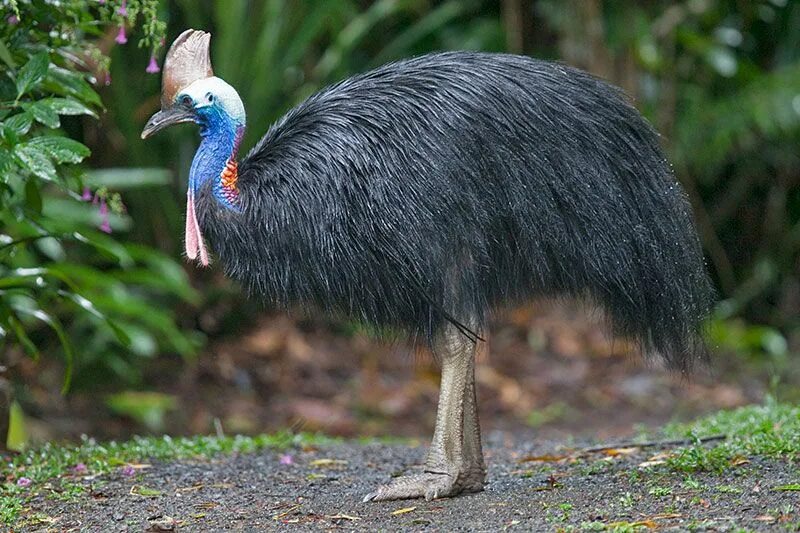 Птицы австралии фото с названиями Southern Cassowary, Kuranda, Queensland, Australia, November 2010 - click for la