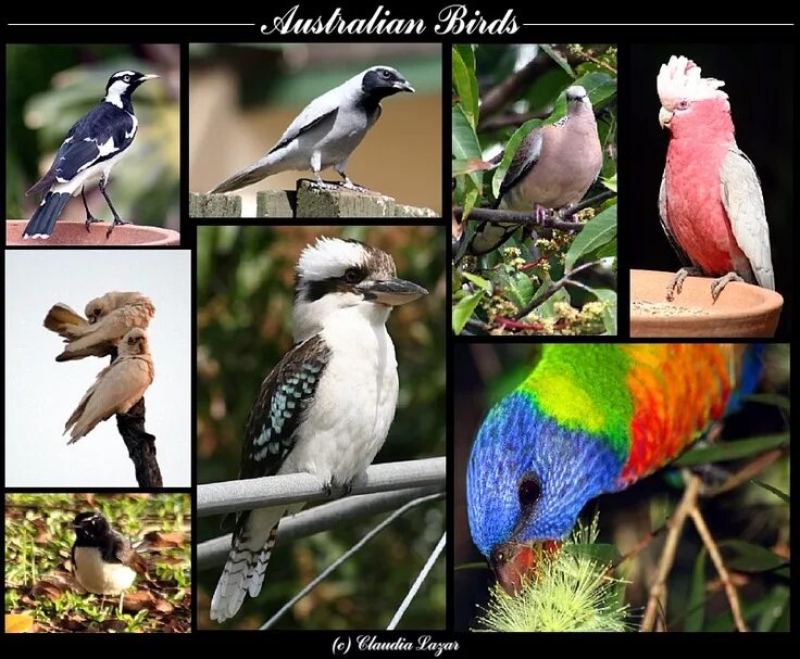 Птицы австралии фото с названиями Australian birds Australian animals, Australian birds, Animals