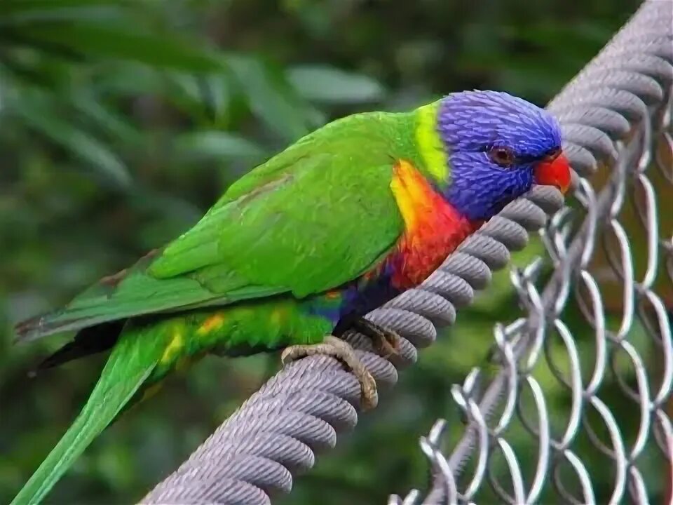 Птицы австралии фото с названиями National Geographic WILD BIRDS THE OUTBACK OF AUSTRALIA HD Full Documentary 2017