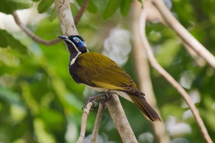 Птицы австралии фото с названиями Answers Behind How Long Do Birds Live? Birds, Australian birds, Bird