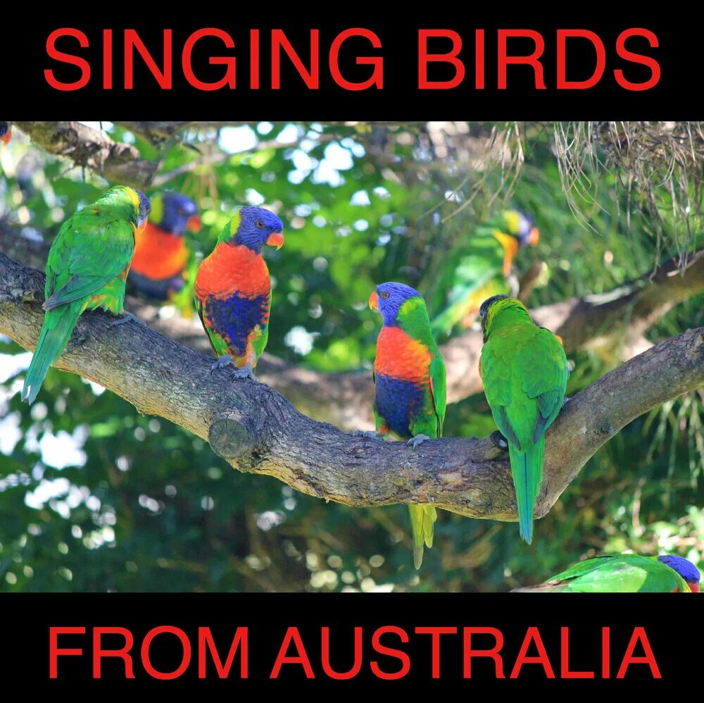 Птицы австралии фото с названиями Beautiful Singing Birds from Australia: Rainforest Evening Pat Barnes слушать он