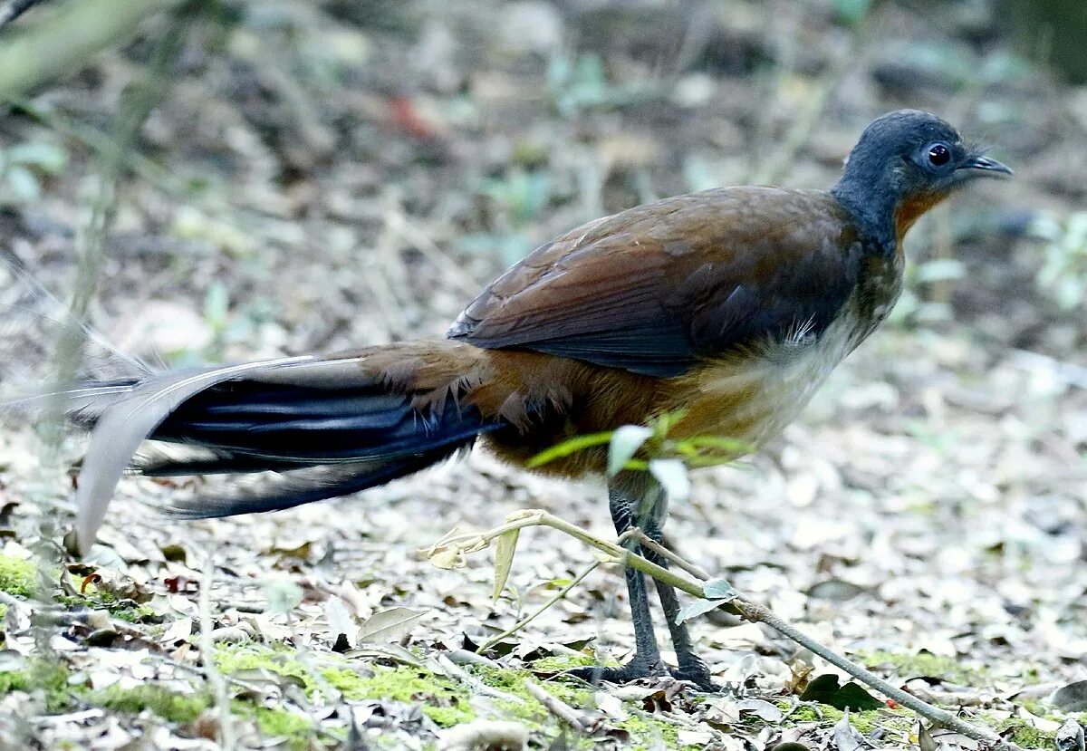 Птицы австралии фото с названиями File:Albert's lyrebird.jpg - Wikipedia