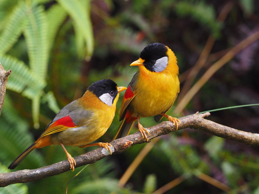 Птицы азии фото Olympus ED 300mm f/4 IS PRO - EC MALL อ ซ ม อ ล ล