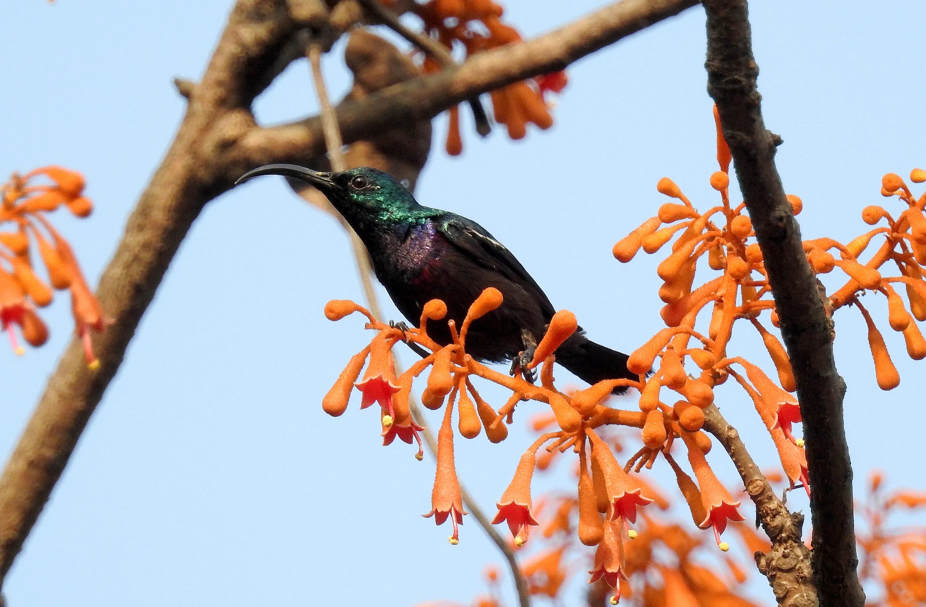 Птицы азии фото File:Loten's Sunbird Cinnyris lotenius Male DSCN0107 (15).jpg - Wikimedia Common