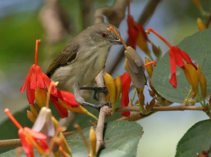 Птицы азии фото Файл:Thick-billed Flowerpecker (Dicaeum agile) on Helicteres isora W2 IMG 1379.j