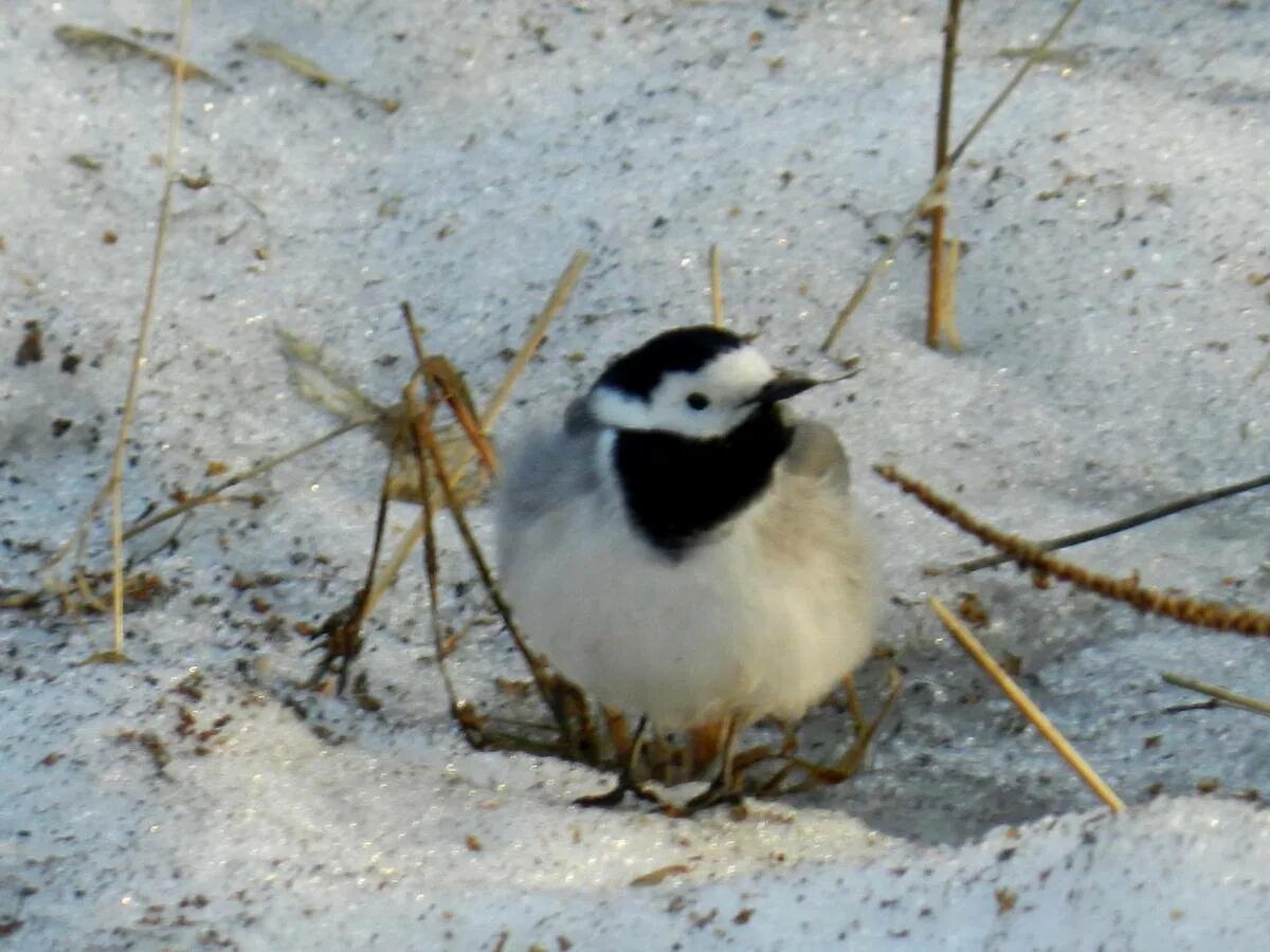 Птицы барнаула фото White Wagtail (Motacilla alba). Birds of Siberia.