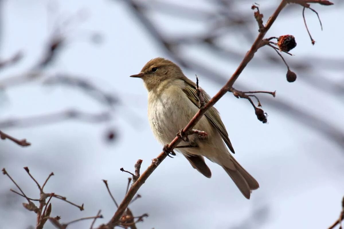 Птицы барнаула фото Common Chiffchaff (Phylloscopus collybita). Birds of Siberia.