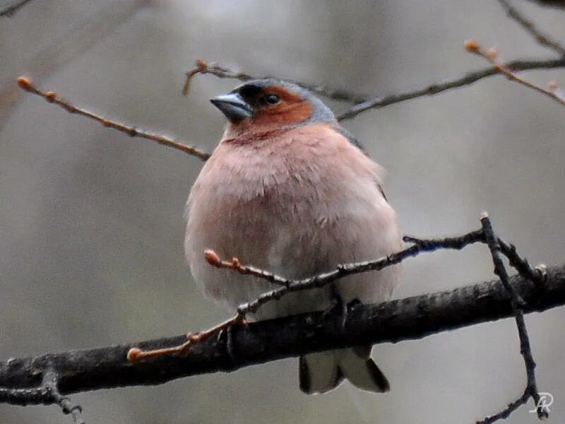 Птицы барнаула фото Common Chaffinch (Fringilla coelebs). Birds of Siberia.