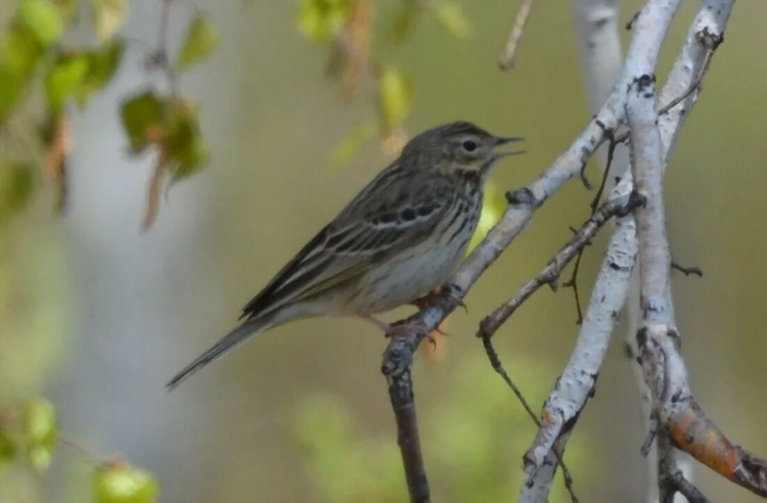 Птицы барнаула фото Лесной конёк (Anthus trivialis). Птицы Сибири.