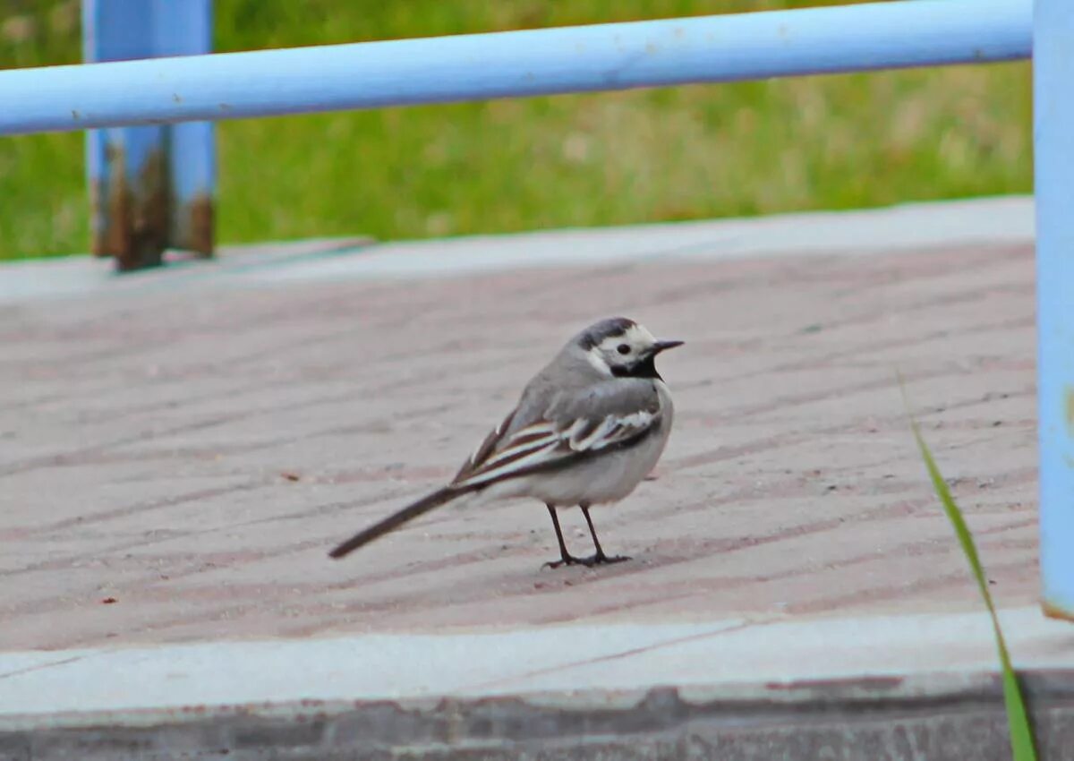 Птицы барнаула фото White Wagtail (Motacilla alba). Birds of Siberia.