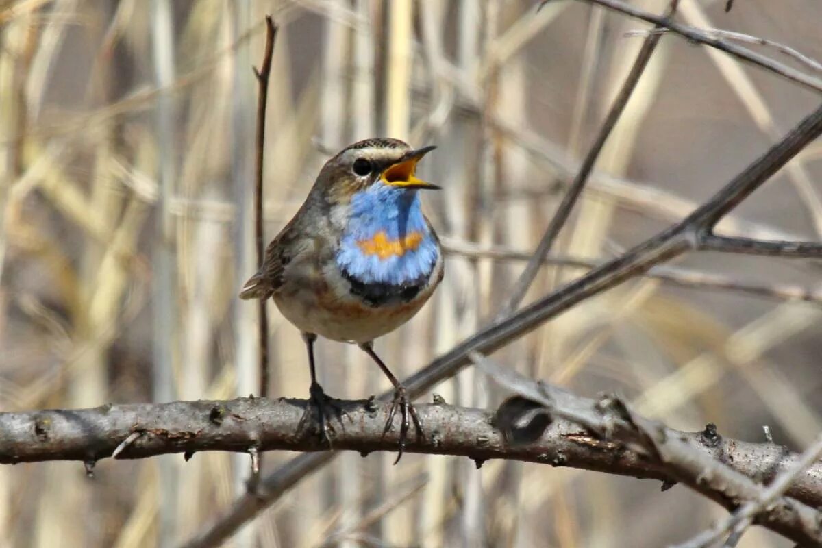 Птицы башкирии фото и описание Bluethroat (Luscinia svecica). Birds of Siberia.