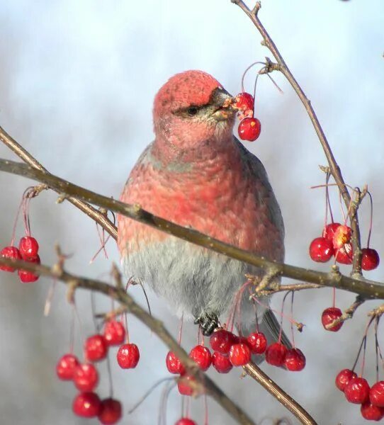 Птицы башкирии фото с названиями и описанием Pine Grosbeak (avec images) Sapin