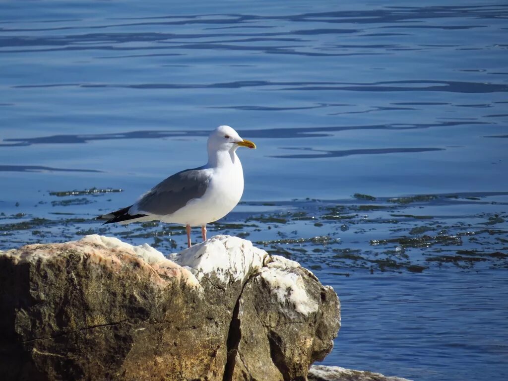 Птицы байкала фото с названием Vega (Mongolian) Gull (Larus (vegae) mongolicus). Birds of Siberia.