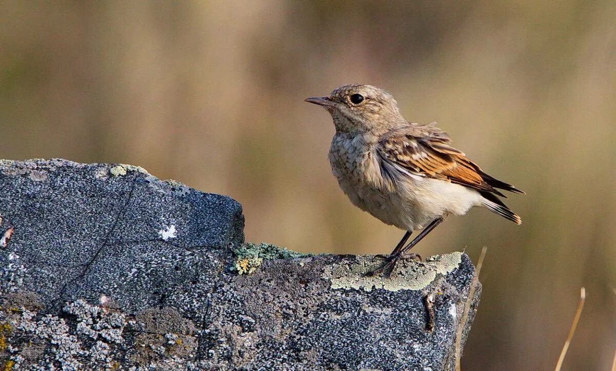 Птицы байкала фото с названием Isabelline Wheatear (Oenanthe isabellina). Birds of Siberia.