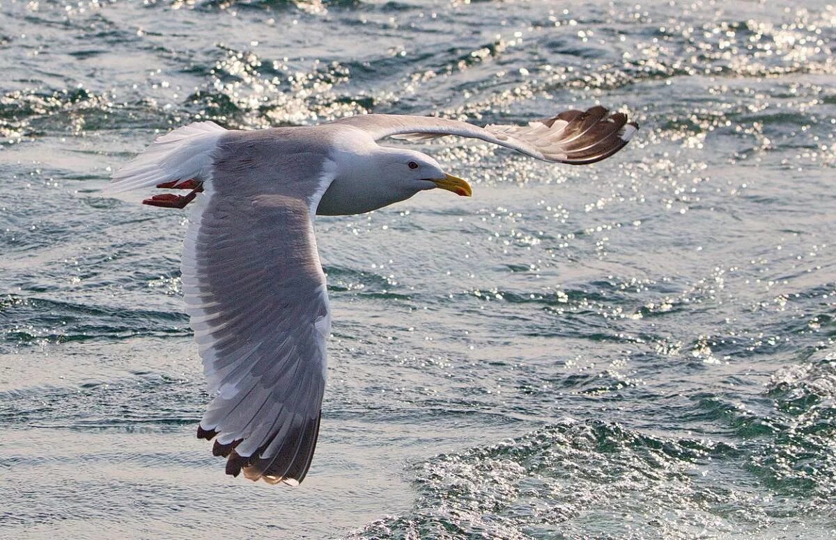 Птицы байкала фото с названием Монгольская чайка (Larus (vegae) mongolicus). Птицы Сибири.