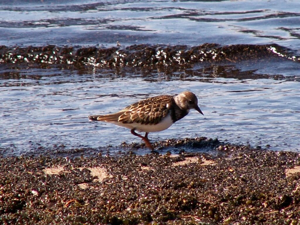 Птицы байкала фото с названием Ruddy Turnstone (Arenaria interpres). Birds of Siberia.