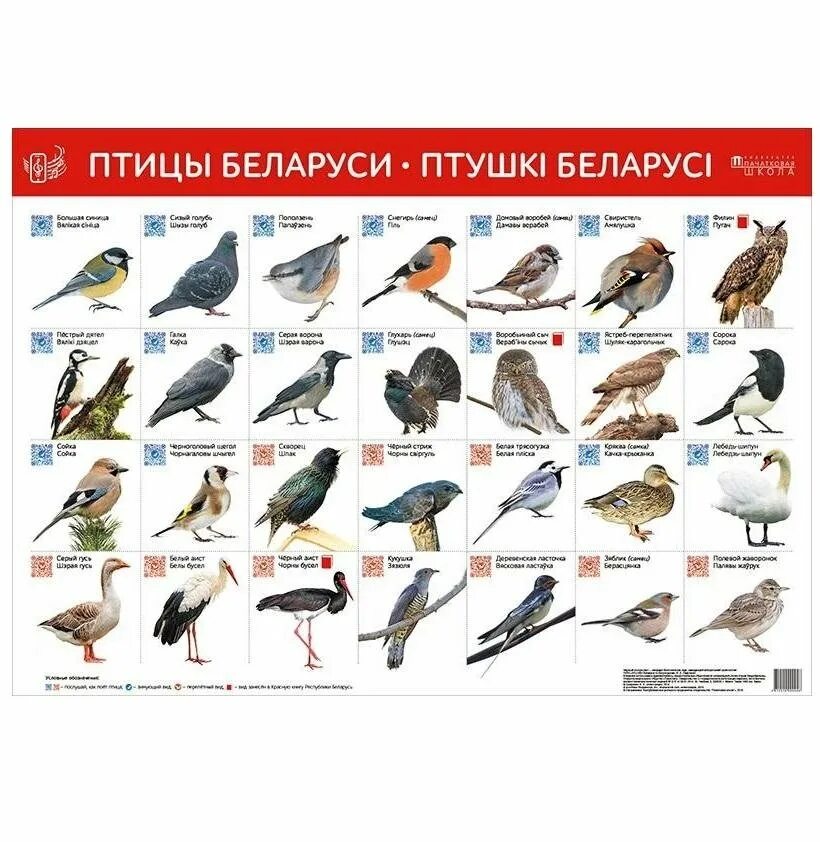 Птицы беларуси фото и описание название Птицы Беларуси. Птушкі Беларусі. 2019. Купить книгу в Минске.