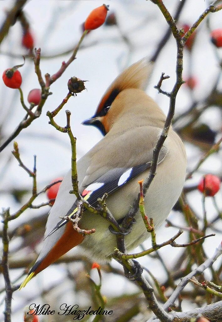 Птицы белгорода фото WAX 028 Waxwing Bohemian Waxwing Bombycilla garrul. Flickr