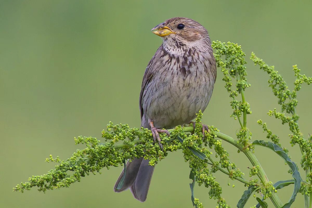 Птицы белгорода фото с названиями Просянка (Emberiza calandra). Птицы Кыргызстана.