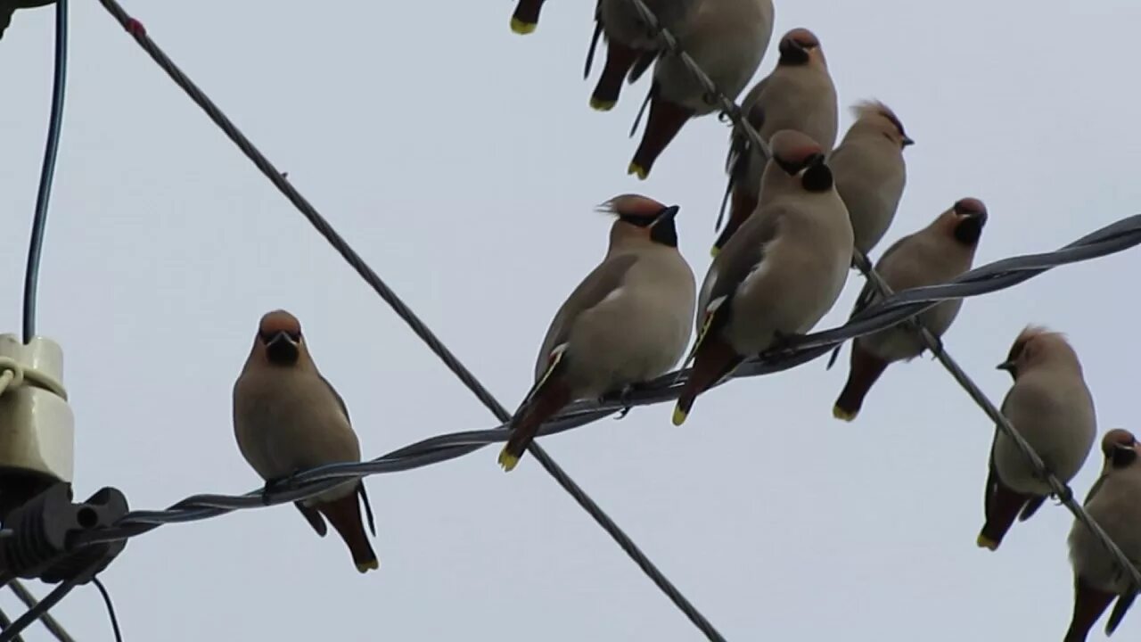 Птицы белгородской области фото Waxwing Belgorod, Russia ULTRAZOOM file 4949 - YouTube