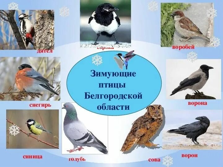 Птицы белгородской области фото и описание Зимующие птицы в Белгородской области!" познавательная программа 2022, Волоконов