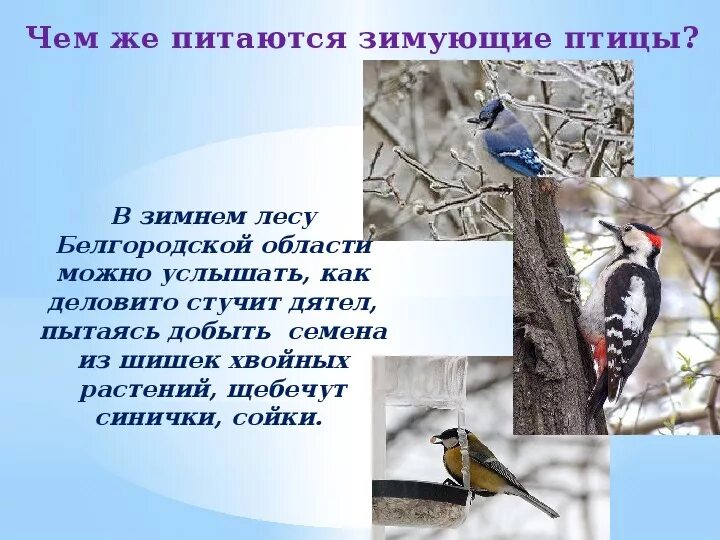 Птицы белгородской области фото и описание Презентация на тему: "Зимующие птицы Белгородской области"