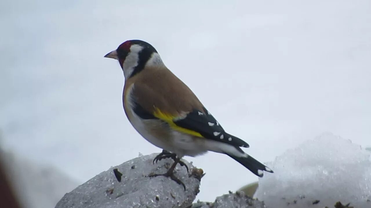 Птицы белгородской области фото и описание Goldfinch invasion in Belgorod region, Russia file 9470 - YouTube