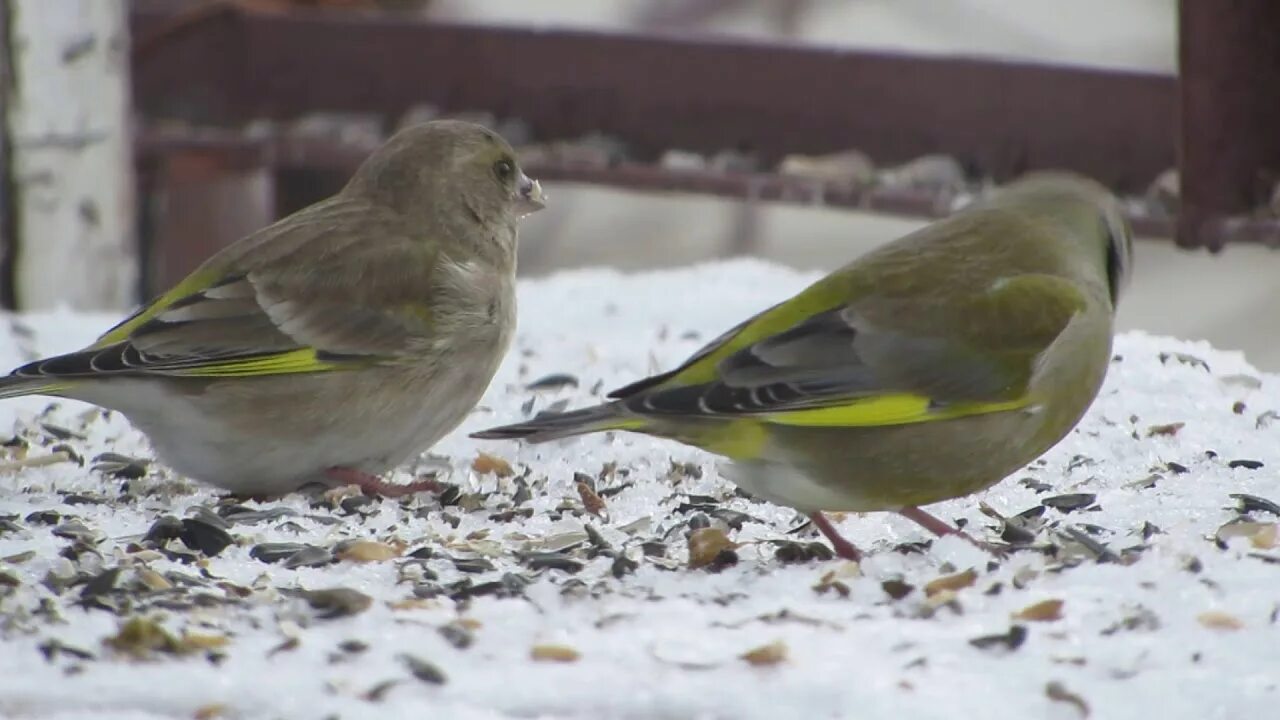 Птицы белгородской области фото и описание 2 Greenfinch in Chernyanka, Belgorod region, Russia 29.01.2019 - YouTube