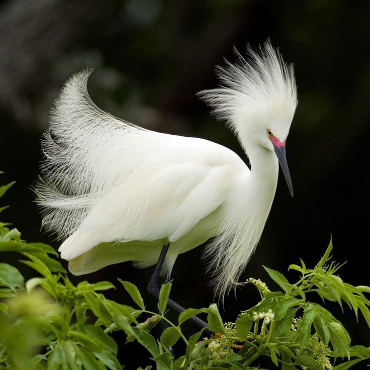 Птицы белого цвета фото Pin by BARBARA RESNICK on PICTURES I LOVE OF NATURE!! Beautiful birds, Pet birds