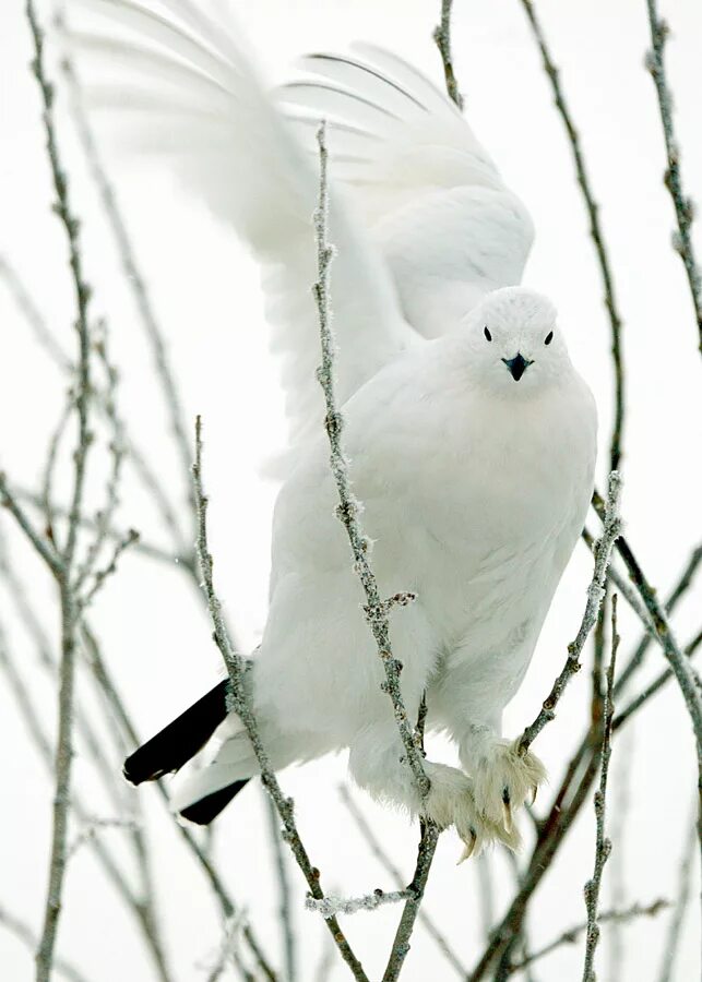 Птицы белого цвета фото Willow Ptarmigan (Lagopus lagopus). Birds of Siberia.