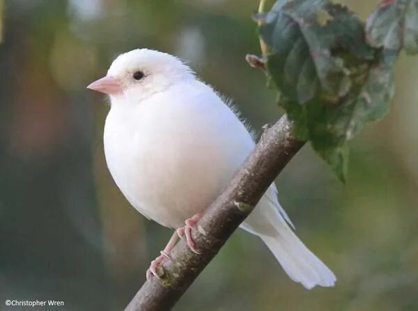 Птицы белого цвета фото Amazing Leucistic Chaffinch Beautiful birds, Birds, Cute birds