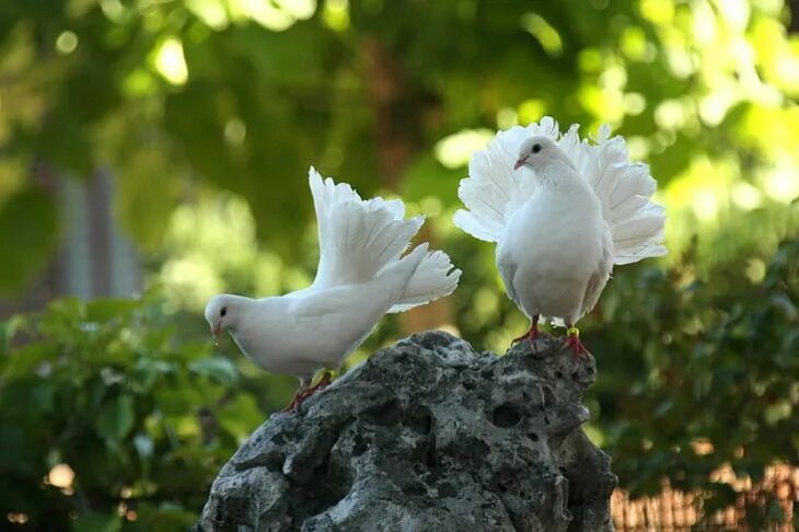 Птицы белого цвета фото 15 Dazzling Pigeons and Doves Worldwide Beautiful birds, Birds, Free photos