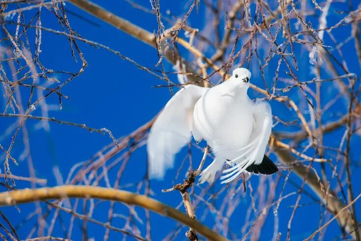 Птицы белого цвета фото Photographer Иван Кислов - *** #1681457. 35PHOTO Bird, Photo, Birds