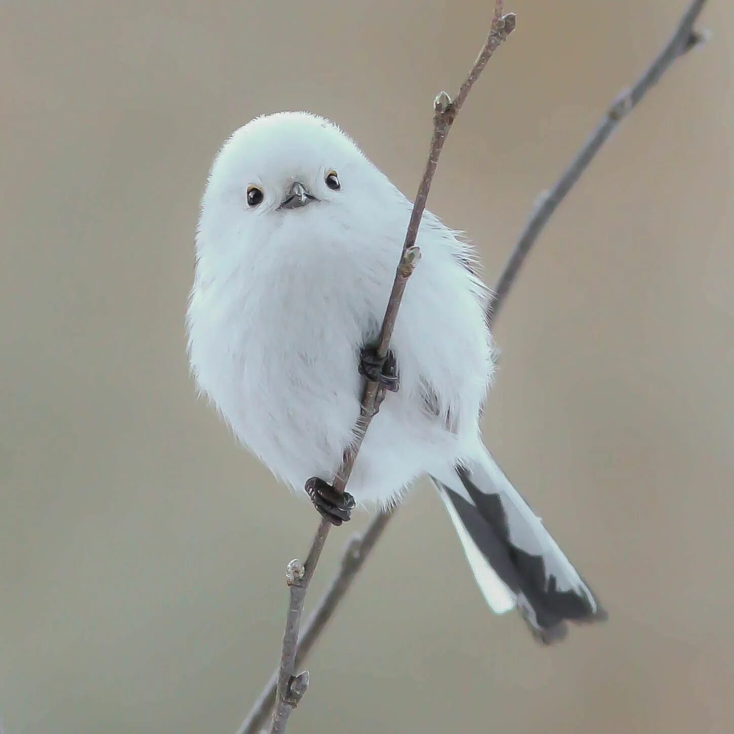 Птицы белого цвета фото Ополовник - National Geographic Россия Pet birds, Pretty birds, Colorful birds