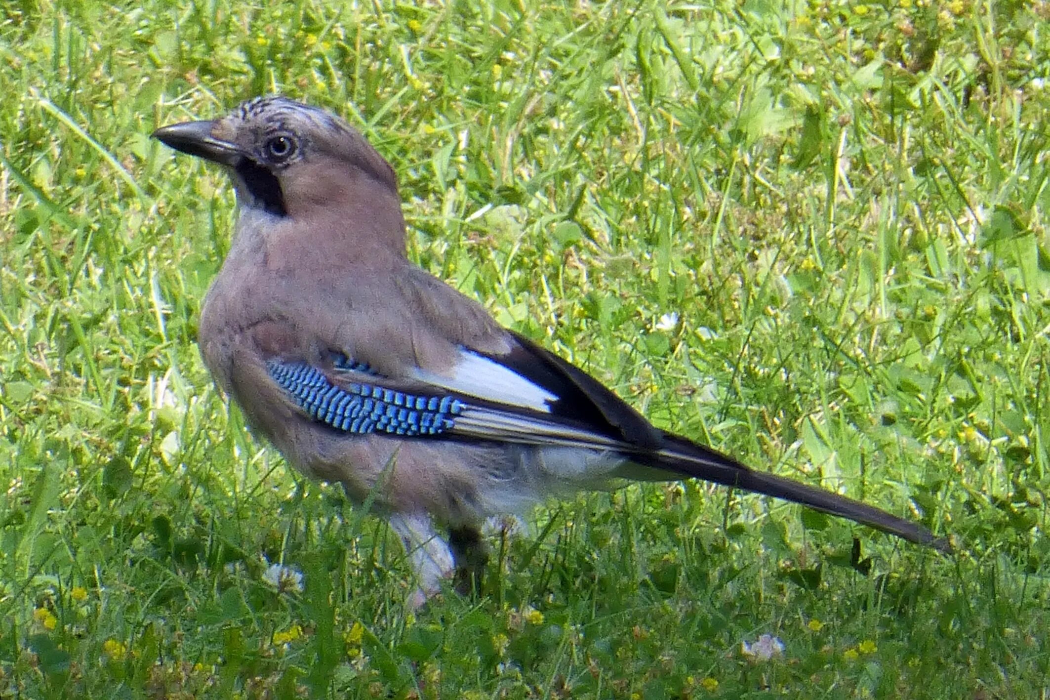 Птицы белоруссии фото с названиями Jay Bird Forest free image download