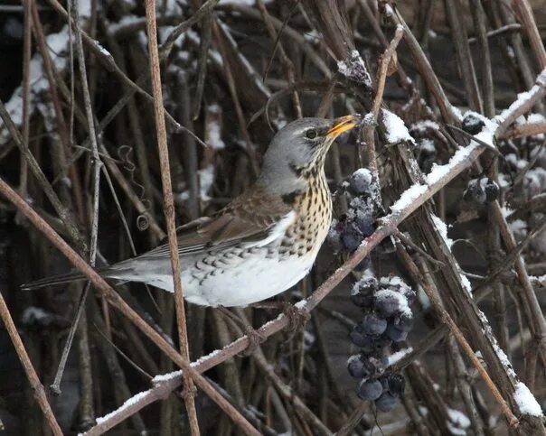 Птицы брянска фото с названиями For the thrush in winter, the main delicacy is grapes Despite its name, thrush f